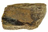 Hadrosaur (Edmontosaur) Bone Section - South Dakota #117077-1